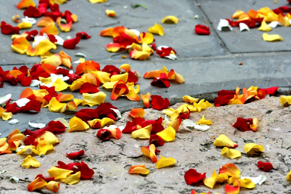 Blossom leaf romantic