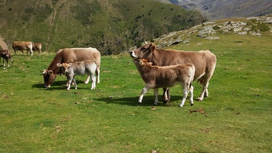 Cows mountain nature