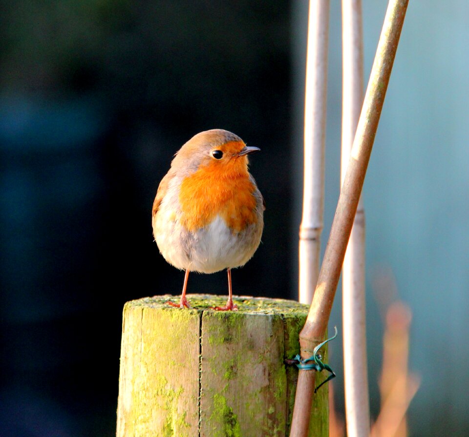 Bird fauna orange feathers