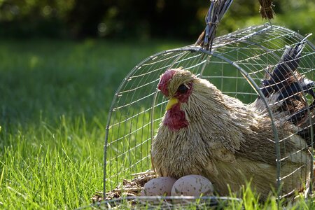 Egg sun nature
