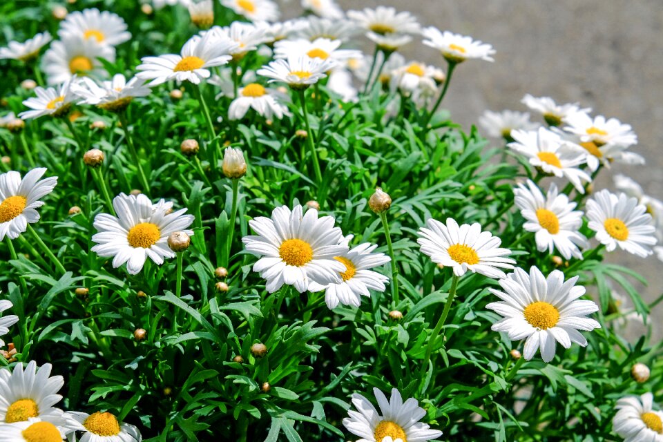 White yellow plant