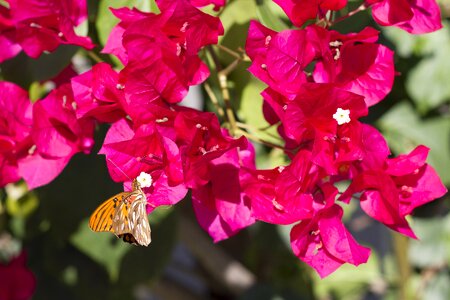 Butterfly flowers bougainvillea photo