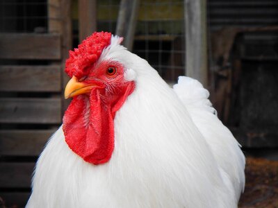 White plumage nature