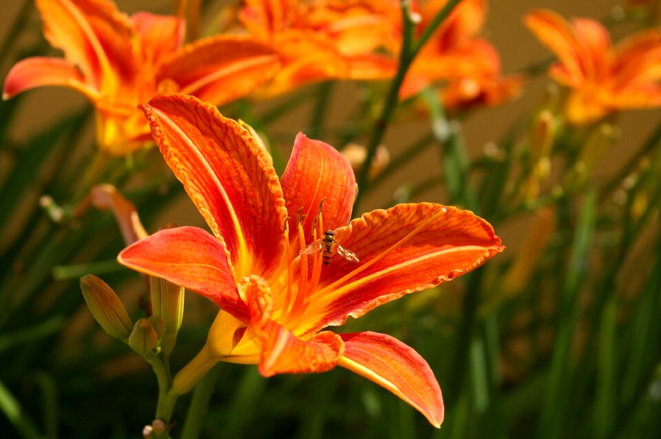 Flower plant garden photo