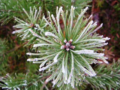 Pine frost frozen