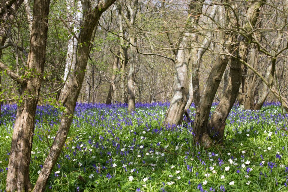 Spring blue woodland