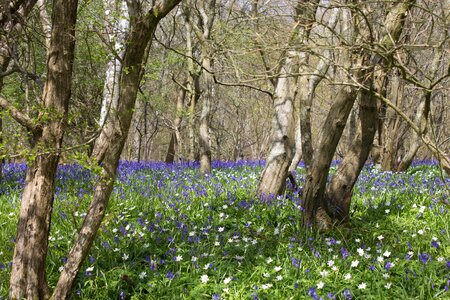 Spring blue woodland photo