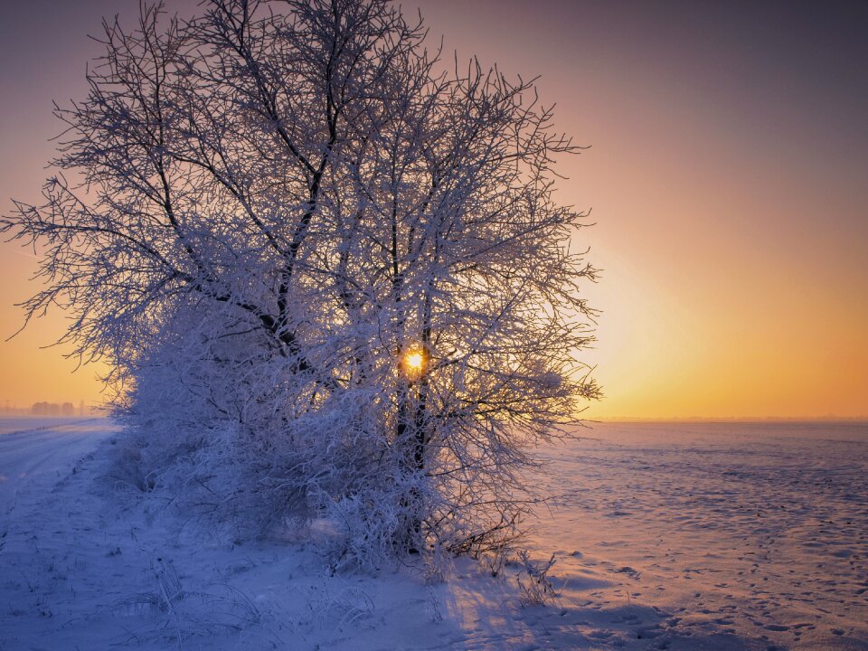 Wintry landscape snowy