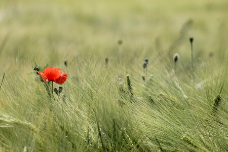 Landscape peaceful poppy