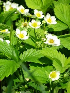Garden flower nature