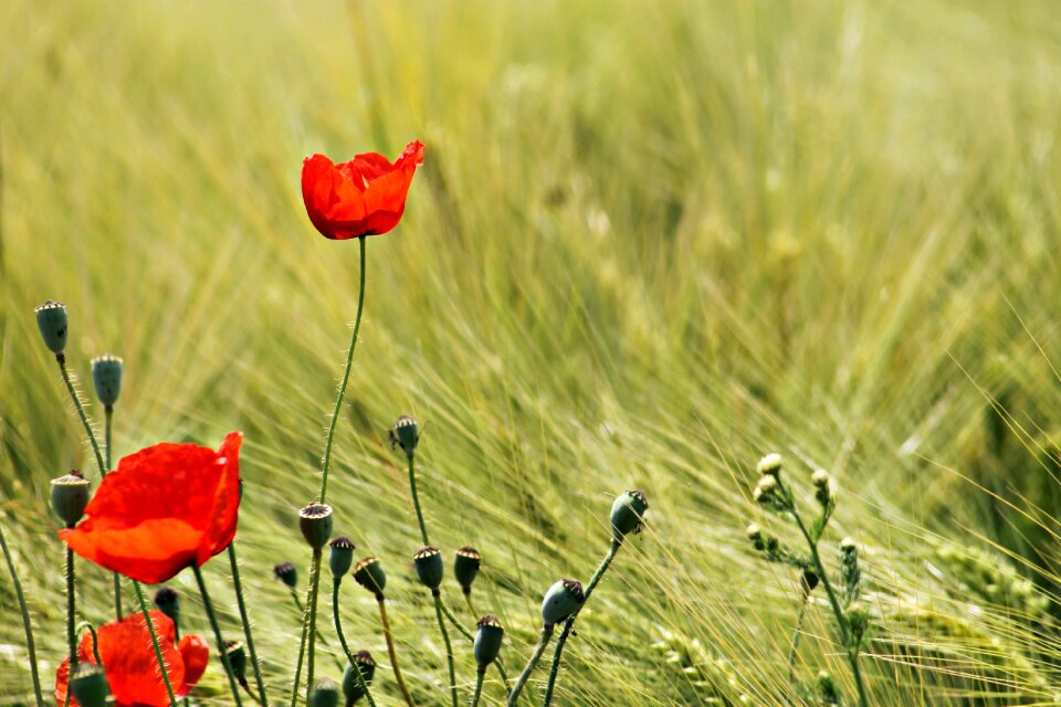 Landscape peaceful poppy