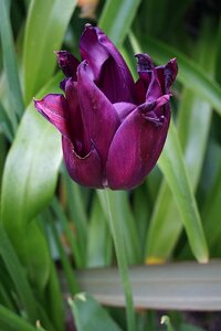 Fleur flore la nature