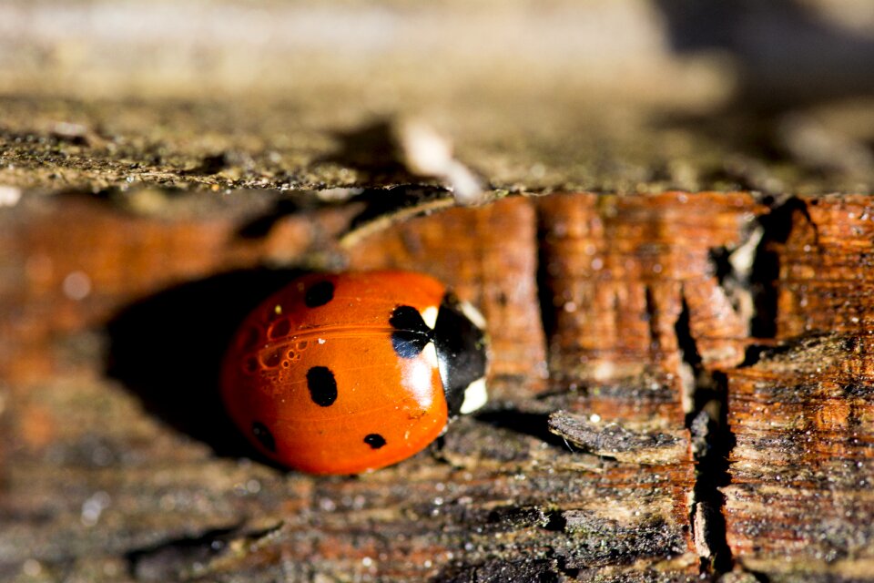 Ladybird insect nature