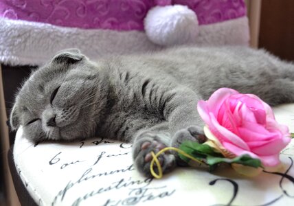 Pet animals domestic cat