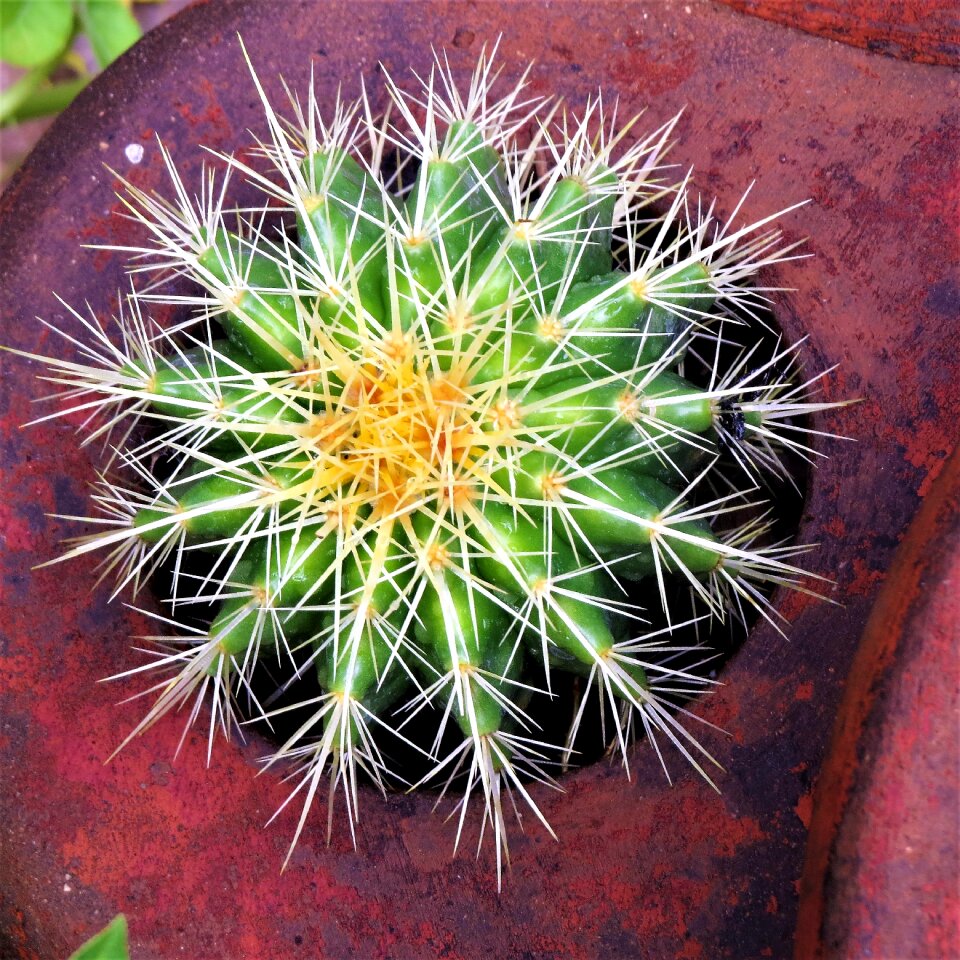 White yellow succulent