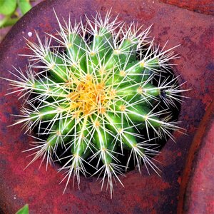 White yellow succulent photo