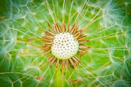 Green field nature photo