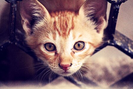 Feline kitty pet photo