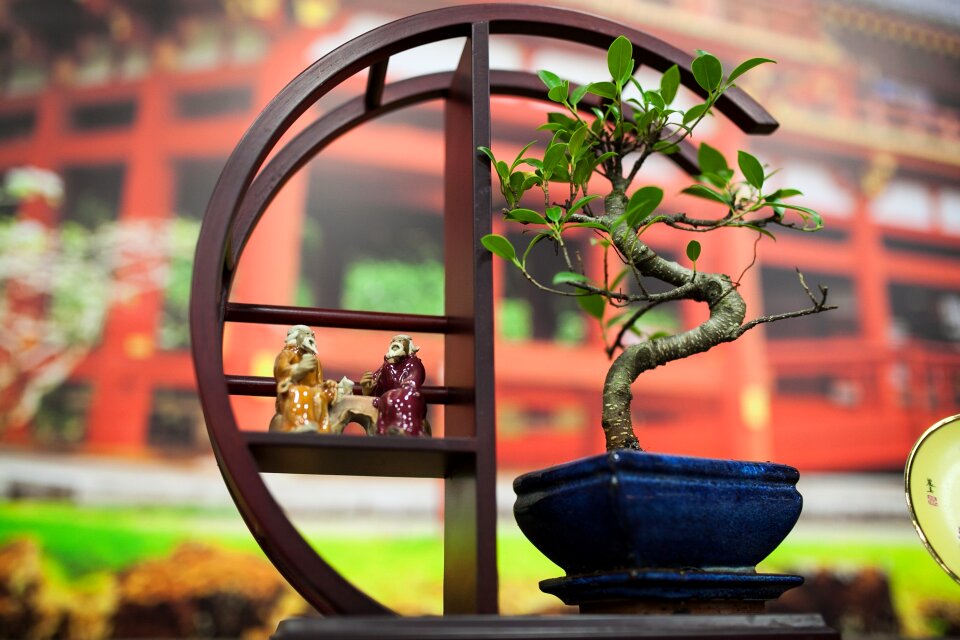 Bonsai japan tree