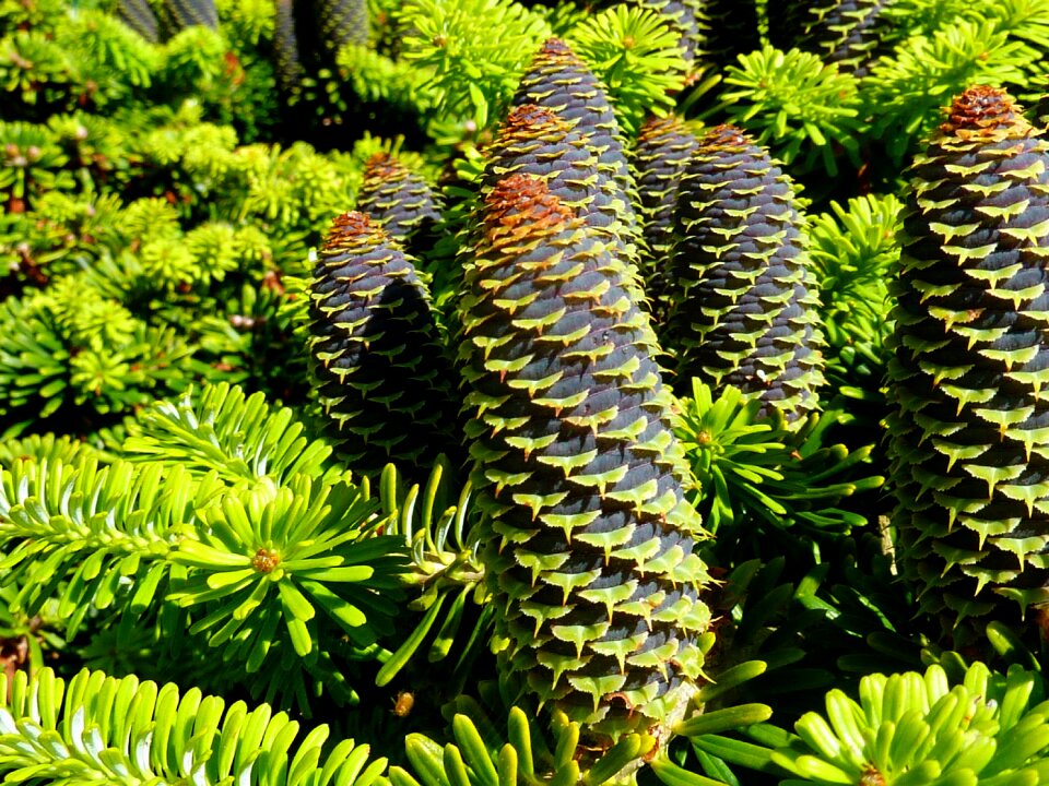 Green pine cones larch