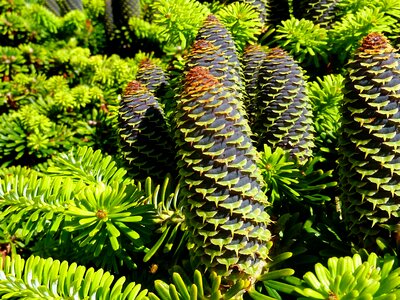 Green pine cones larch photo
