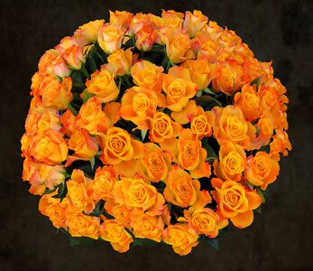 Love bouquet of roses bouquet