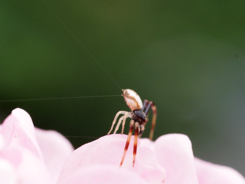 Cobweb spider garden