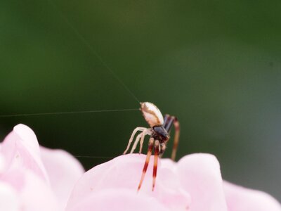 Cobweb spider garden