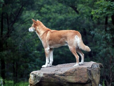 Dog nature mammal photo