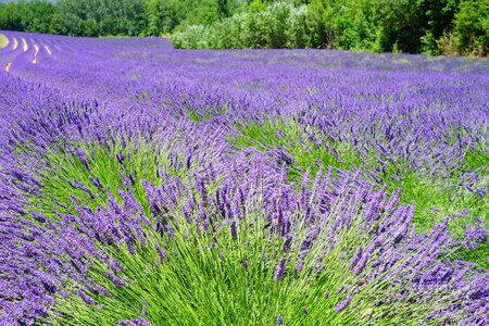 Flora floral lavender photo