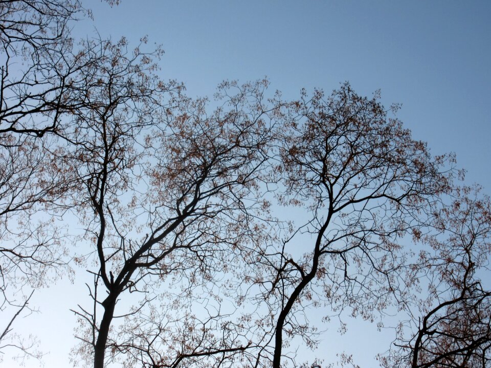 Branches canopy silhouette