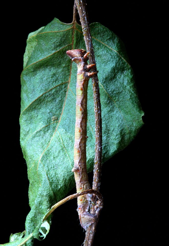 Batesian mimickry lepidoptera insect