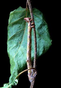 Batesian mimickry lepidoptera insect