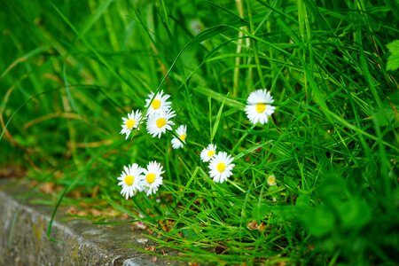 Bloom white bellis philosophy