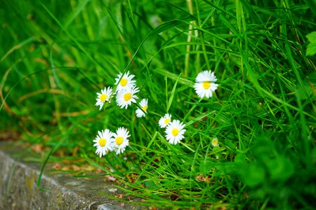 Bloom white bellis philosophy photo