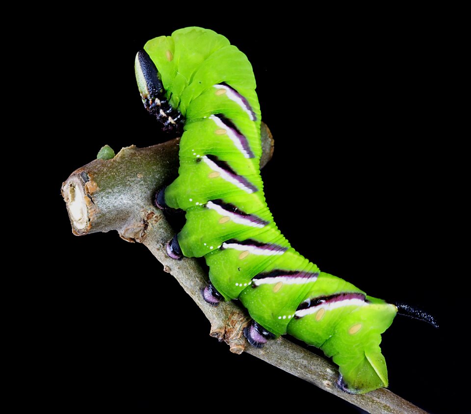 Lepidoptera insect stripes