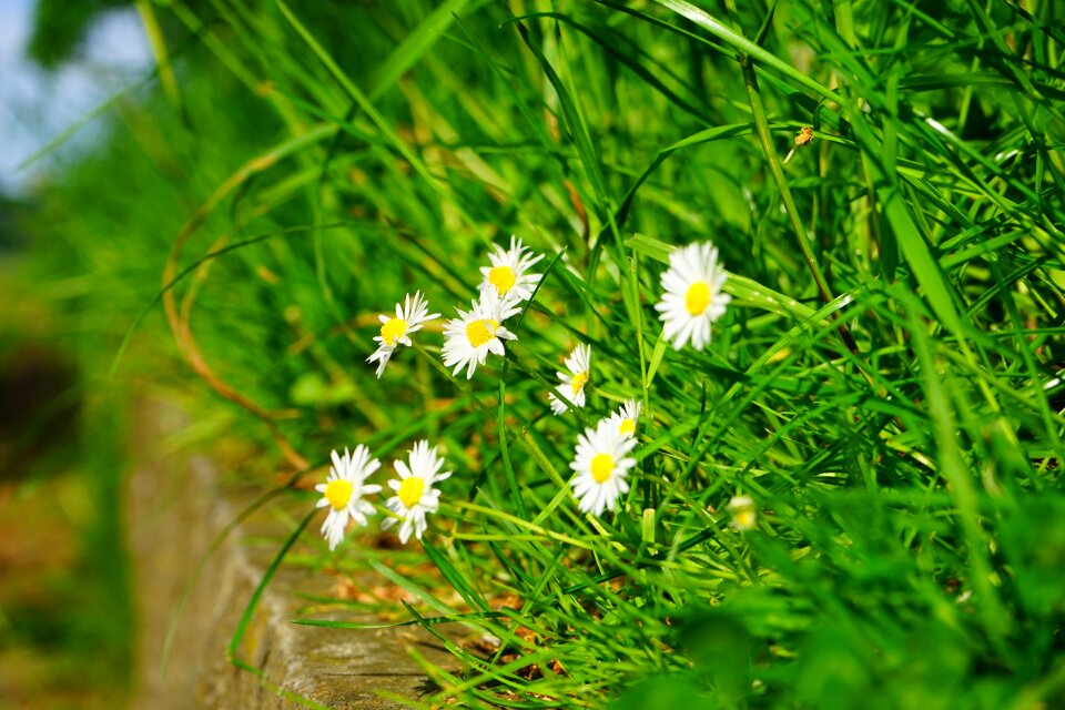 Bloom white bellis philosophy