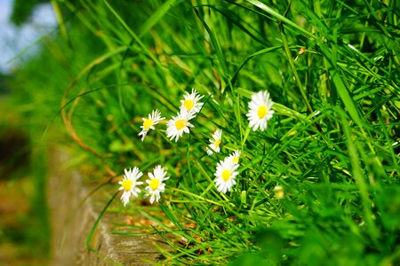 Bloom white bellis philosophy
