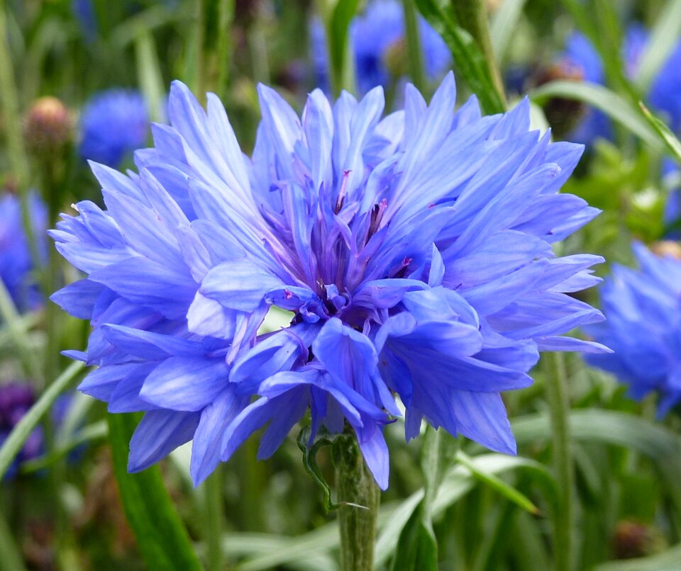 Blue summer wild flowers