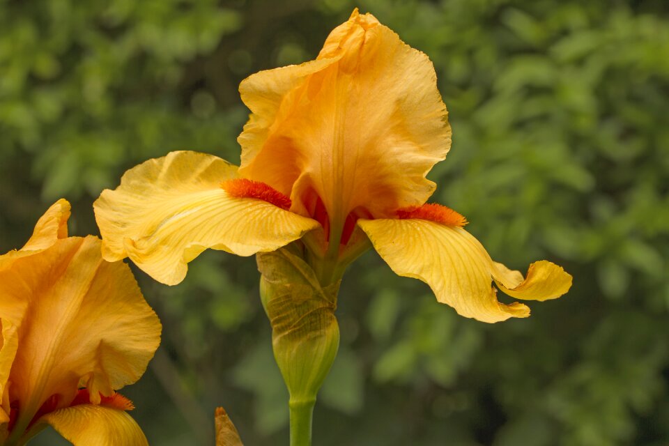 Flower yellow orange