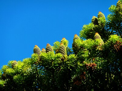Green pine cones larch photo