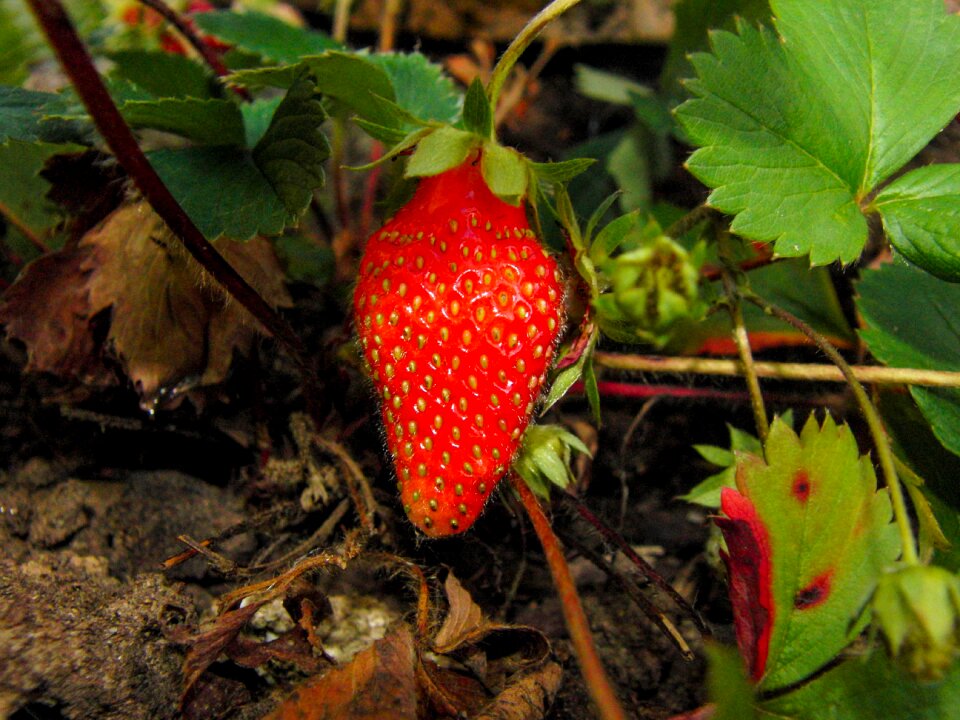 Berries health fruit