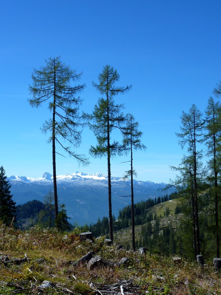 Mountains firs austria