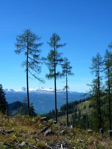 Mountains firs austria