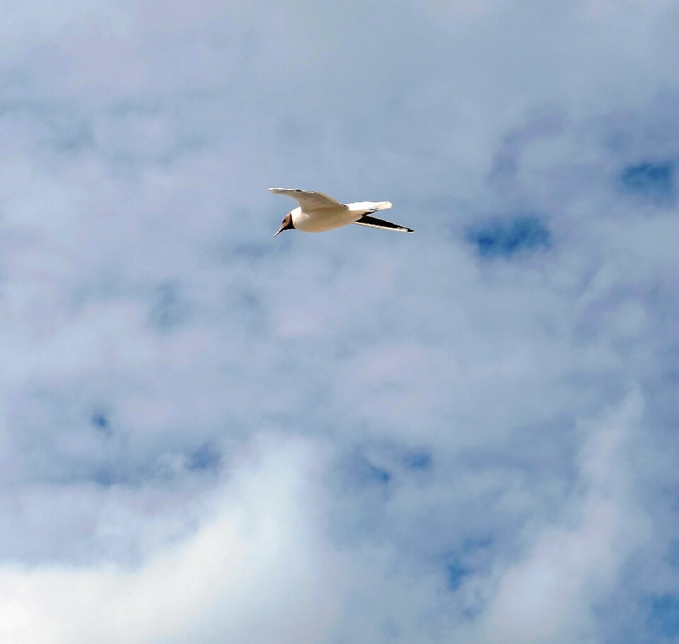 Lake flying water bird
