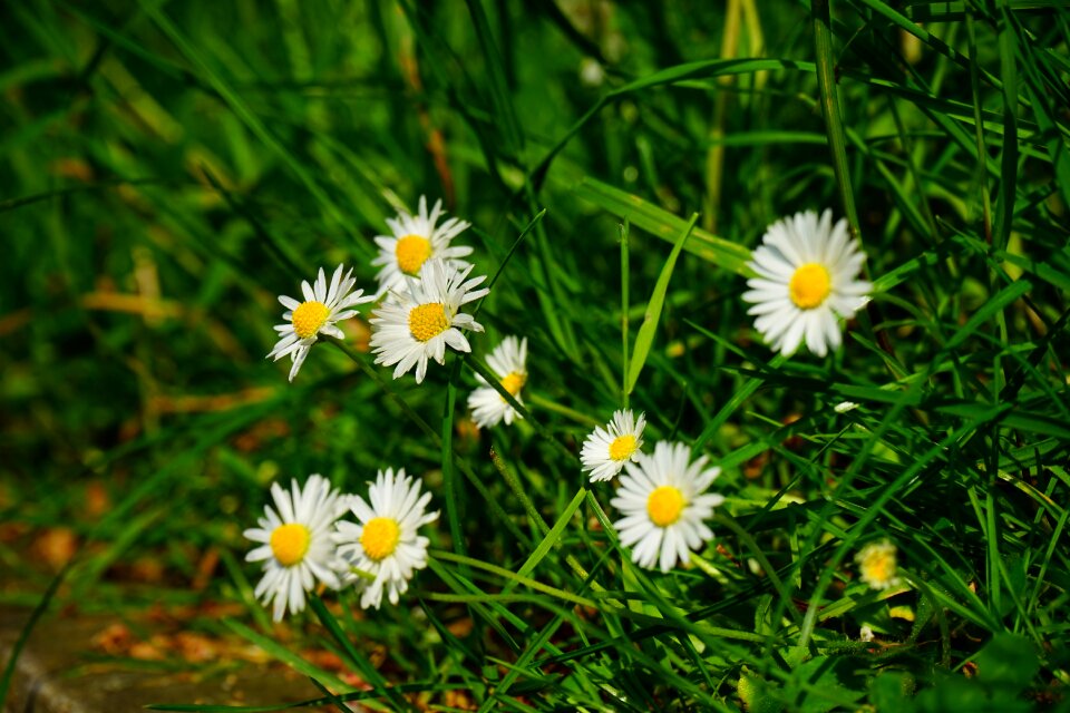 Bloom white bellis philosophy