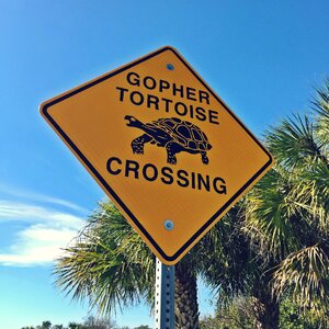 Wildlife turtle animal