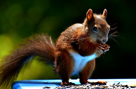Rodent nature cute