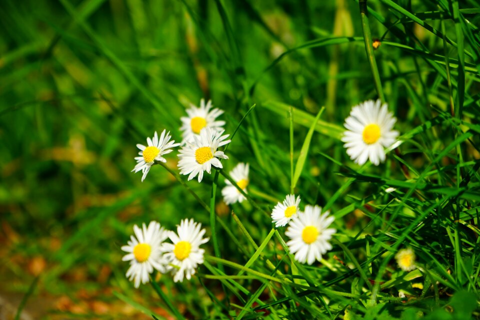 Multiannual daisy tausendschön monatsroeserl
