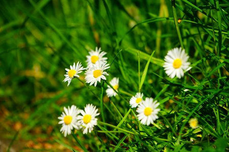 Multiannual daisy tausendschön monatsroeserl